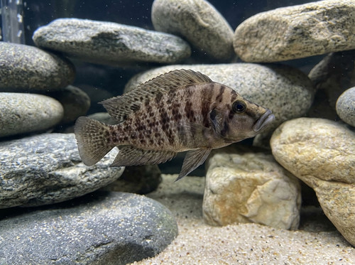 altolamprologus calvus 3928bc15 2579 4ea0 bfd0 37638b0bae16.jpg