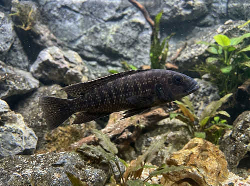 black nkambae tanganyika 8cac2977 0e08 4a3f aeac ee15ec53efd1.jpg