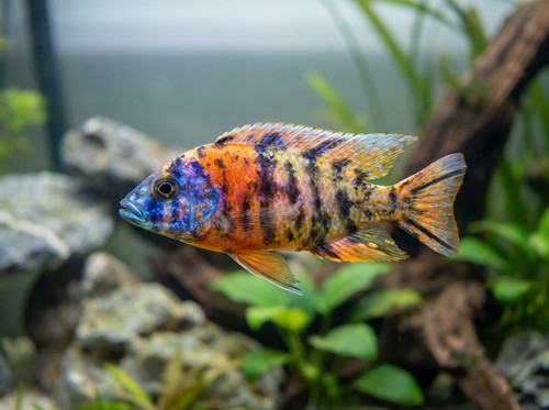 calico peacock cichlid 7e90e72b e478 4110 a709 82cf4b0a9574.jpg
