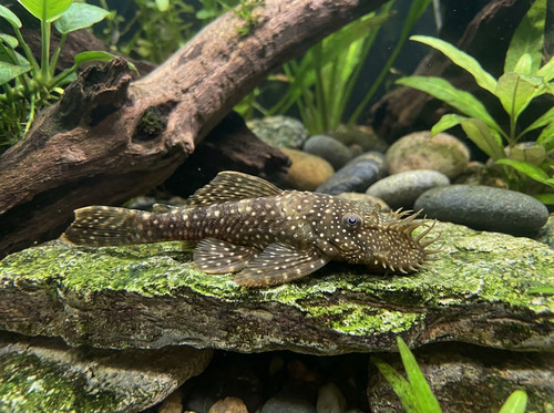 l393 ancistrus cheese creek 70527f85 dc17 43ec bfc3 3d1f9da9de9a.jpg