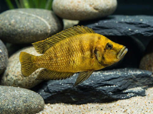 altolamprologus gold compressiceps 5ed59565 4348 4946 b2d3 9645026f7bfa.jpg