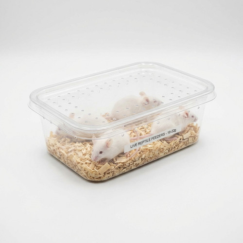 live mouse feeder f90efe61 d20a 4df7 971b c28866c327ab.jpg