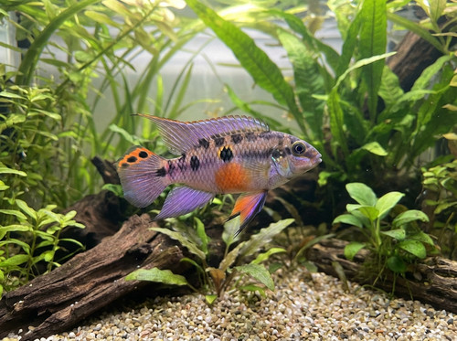 pelvicachromis subocellatus matadi d0ca495d 41dd 455b b18b 08775d371f2d.jpg