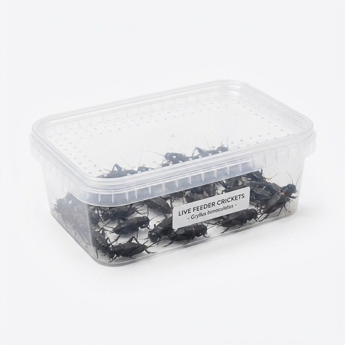 black cricket product bdba6e93 5d82 4762 8bb5 d59c2cbfe0e0.jpg