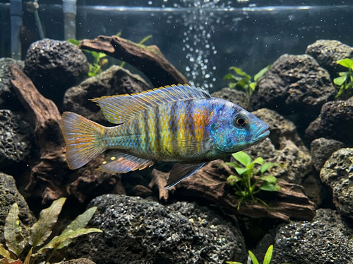 haplochromis ch44 victoria 01e92ace 5c66 4e9b 91fd 9b9f10ea30fe.jpg