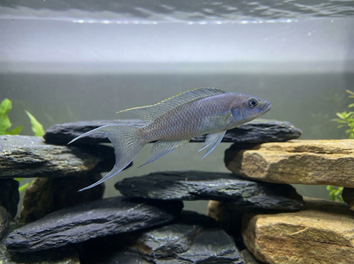 neolamprologus longicaudatus c6b43208 81d5 442e 8059 bbf1e44807ca.jpg