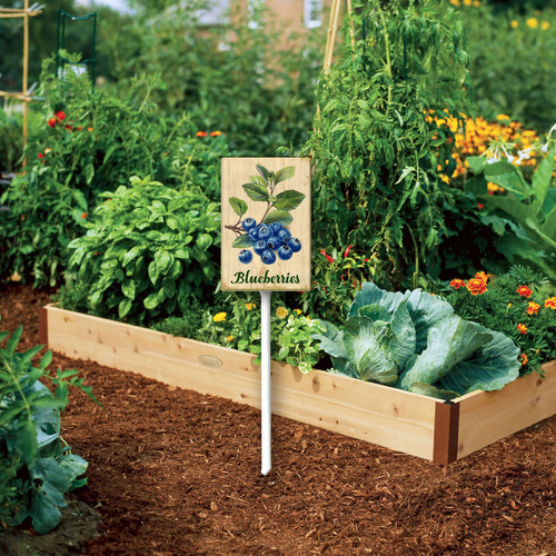 Blueberries 001 3.jpg