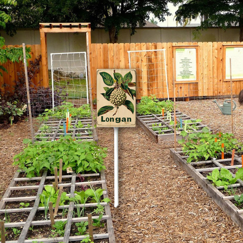 Longan 002 2.jpg