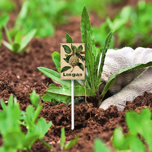 Longan 002 4.jpg