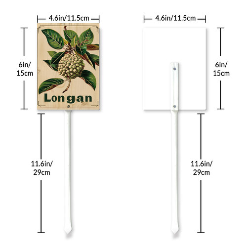 Longan 002 6.jpg