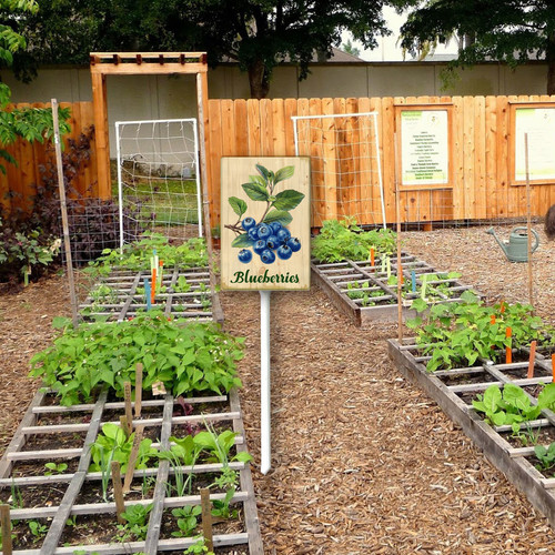 Blueberries 001 2.jpg