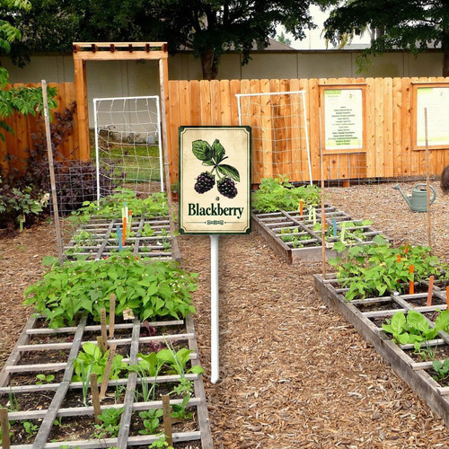 Blackberry 003 2.jpg