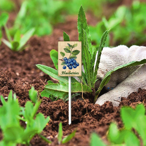 Blueberries 001 4.jpg