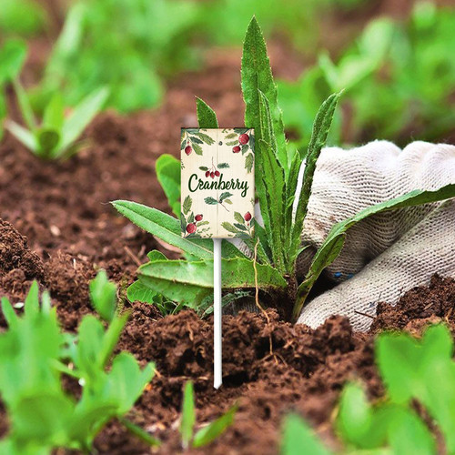 Cranberry 001 4.jpg