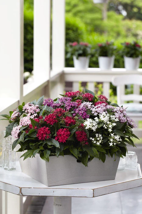 pentas lanceolata graffiti mix s9930 2 467x700.webp
