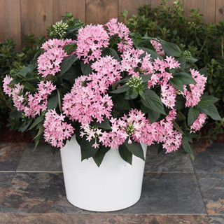 sunstar pink egyptian star flower pink pentas flowers proven winners 18070.jpg