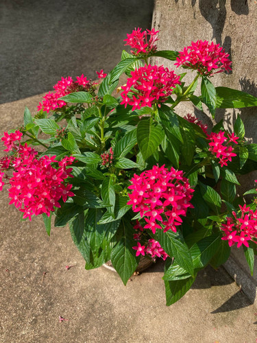 FF354 Pentas Lanceolata Carnea 3.jpg