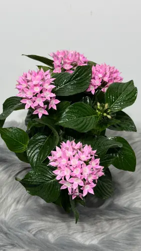 E96A2CD4 DE8A 4C89 81A1 2DFFFBAE77DF.webp