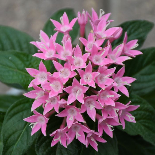 pentas deep rose.jpg