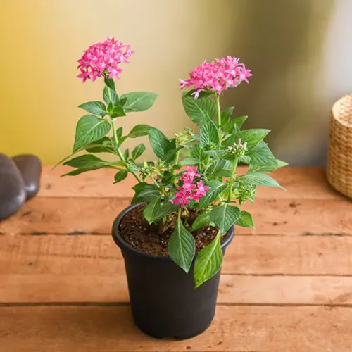 nurserylive g pentas dark pink plant 351230.webp
