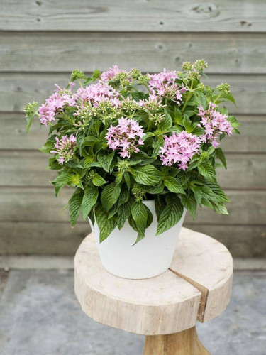 Pentas.width 1920.jpg