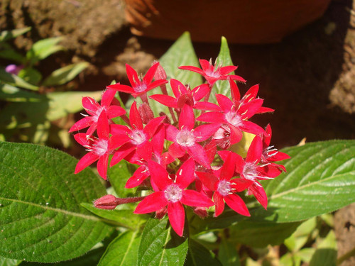 Pentas flower (1).jpg