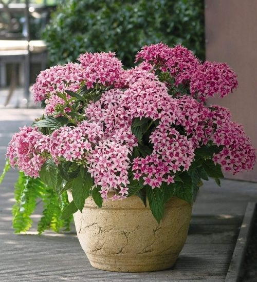 pentas lanceolata.jpg