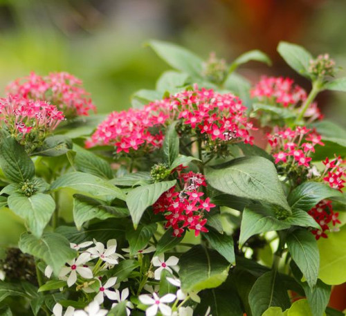 red pentas.jpg