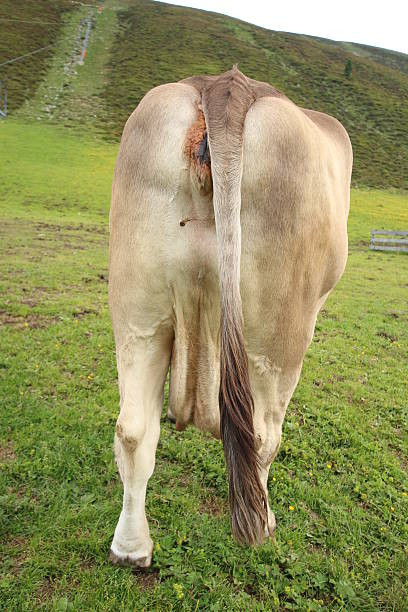 istockphoto 453005623 612x612.jpg