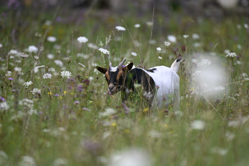 2026 03 30 10 28 45 DSC0673 Plume.NEF XnView MP.png