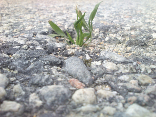 DSC 0011.jpg