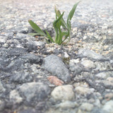 DSC 0011