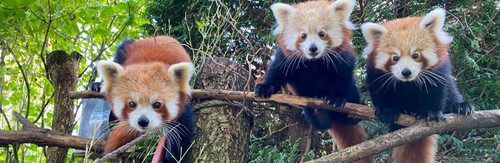 Red panda 1032 x 336 (1).jpg