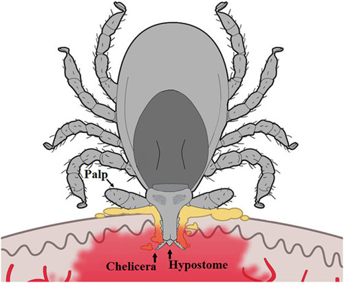 figure 3.jpg