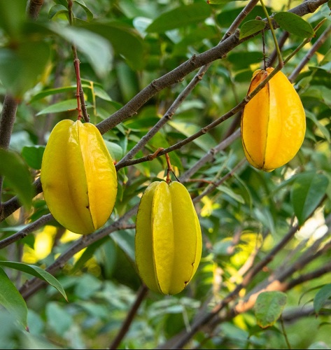 carambola 1.jpg