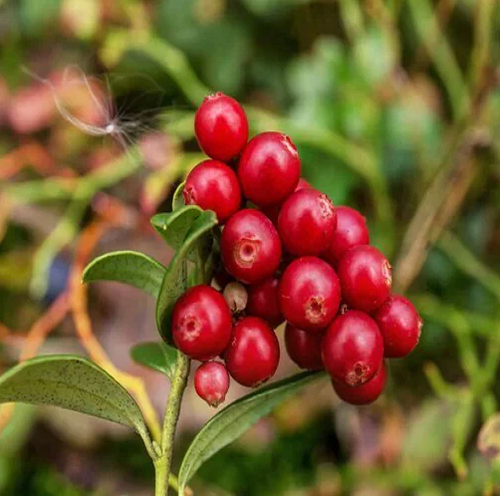 cranberry fruit1.png