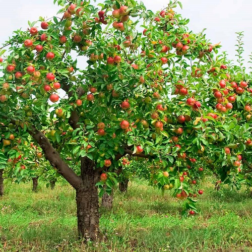 apple tree1.jpg