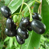 jamun fruit1.png