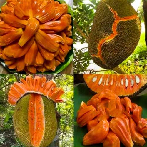orange jackfruit1.jpg