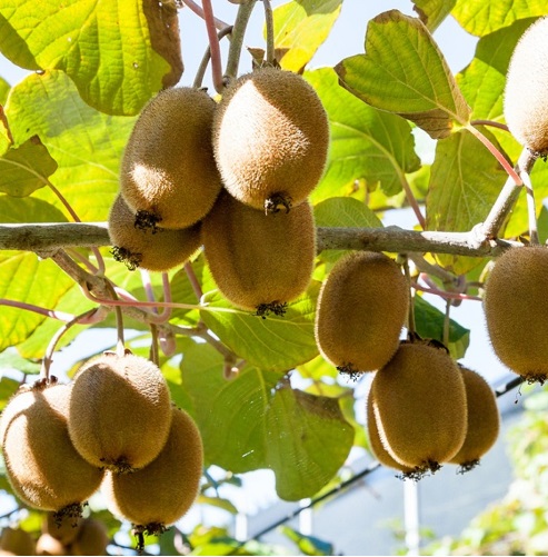 kiwi1.jpg