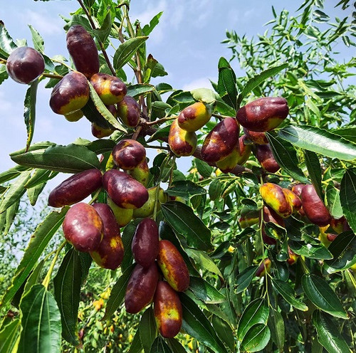 jujube fruit1.jpg