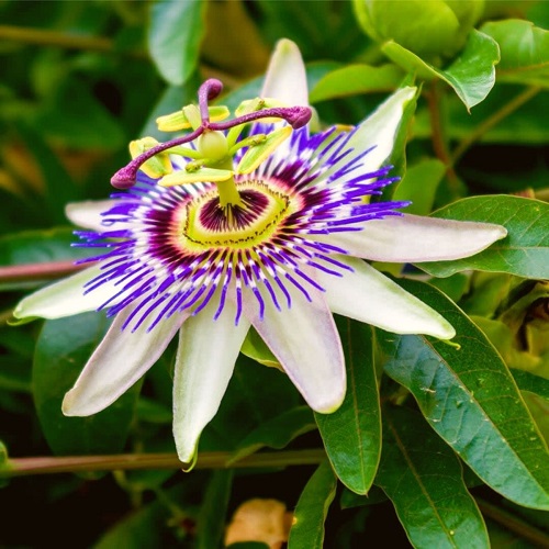 passiflora1.jpg