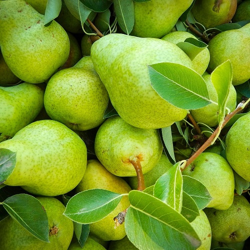 pear1.jpg