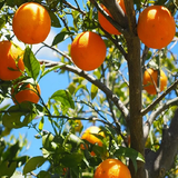 orange fruit1.png