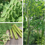 moringa 1.png