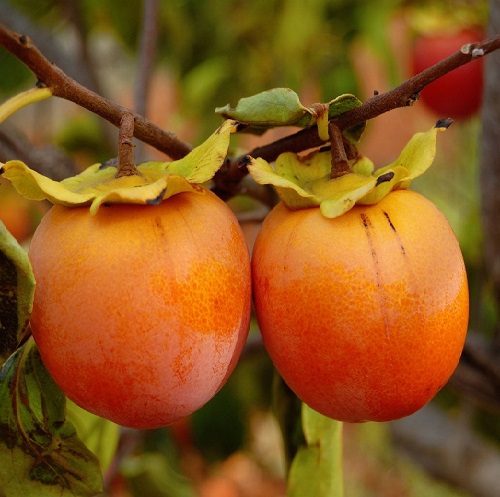 persimmon1.jpg