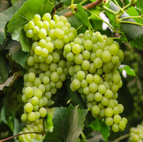 grapes1.jpg