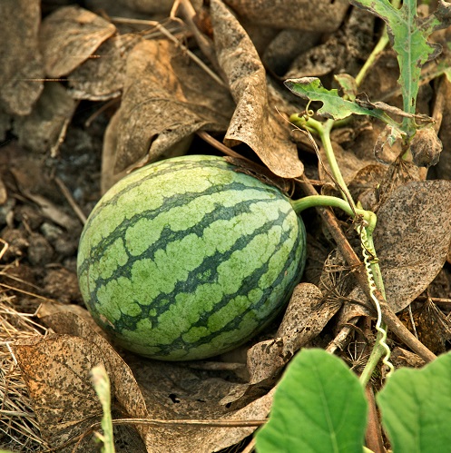 watermelon1.jpg