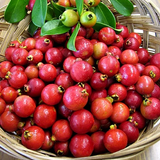 red cherry guava1.png
