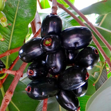 jamun fruit2.png